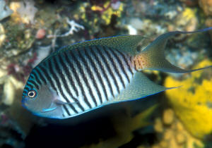 GENICANTHUS MELANOSPILOS